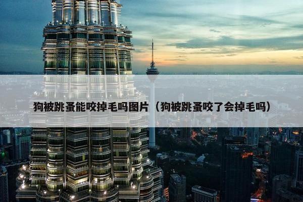 狗被跳蚤能咬掉毛吗图片（狗被跳蚤咬了会掉毛吗）