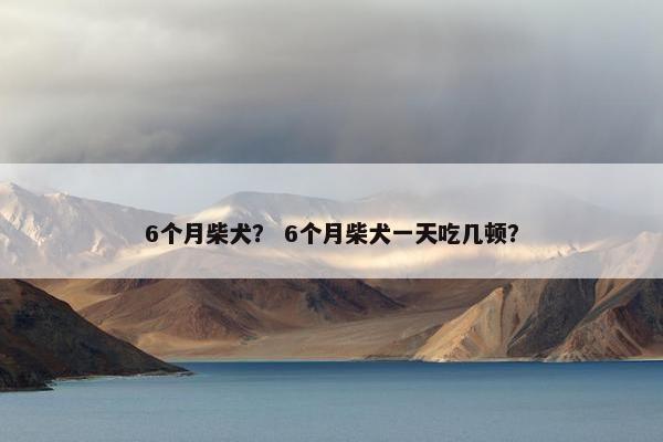 6个月柴犬？ 6个月柴犬一天吃几顿？