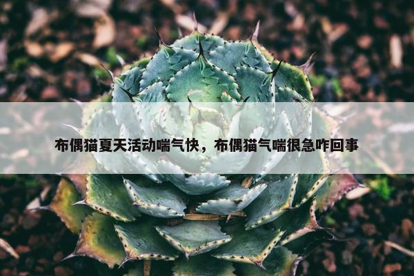 布偶猫夏天活动喘气快，布偶猫气喘很急咋回事
