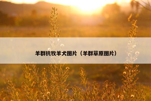 羊群抗牧羊犬图片（羊群草原图片）