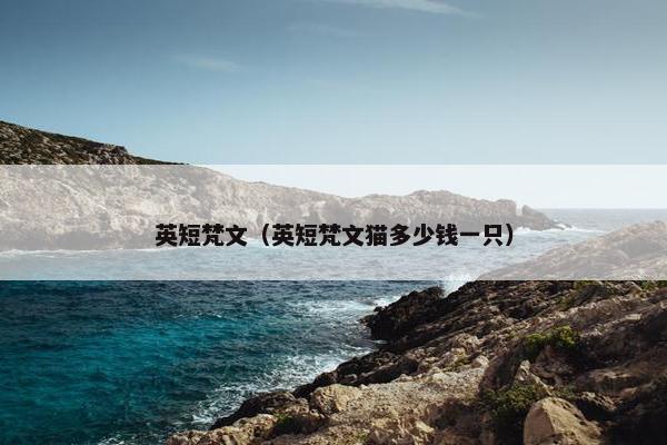 英短梵文（英短梵文猫多少钱一只）
