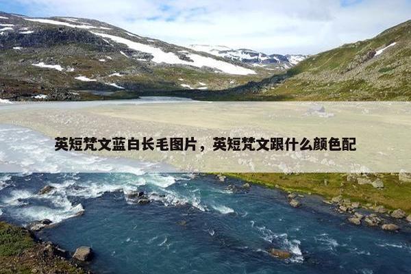英短梵文蓝白长毛图片，英短梵文跟什么颜色配
