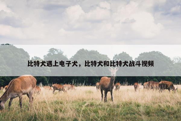 比特犬遇上电子犬，比特犬和比特犬战斗视频