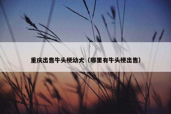 重庆出售牛头梗幼犬（哪里有牛头梗出售）