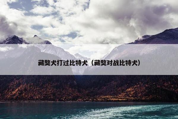 藏獒犬打过比特犬（藏獒对战比特犬）
