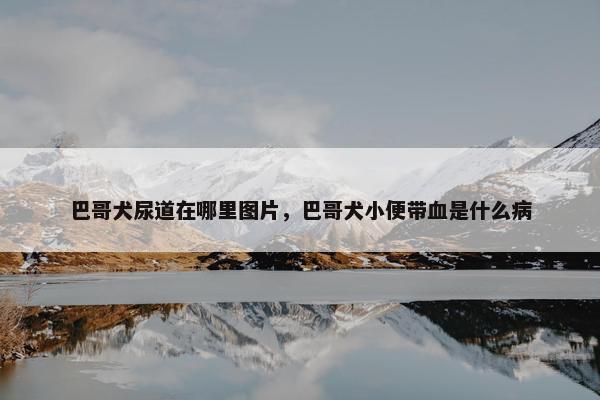巴哥犬尿道在哪里图片，巴哥犬小便带血是什么病