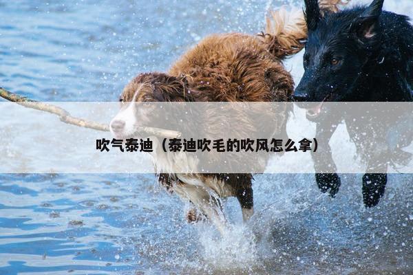 吹气泰迪（泰迪吹毛的吹风怎么拿）