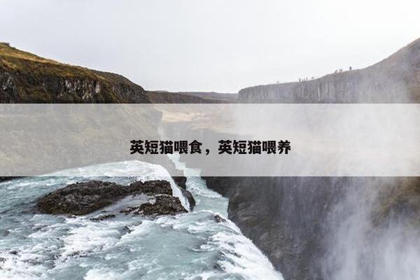 英短猫喂食，英短猫喂养