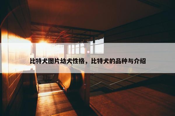 比特犬图片幼犬性格，比特犬的品种与介绍