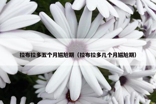 拉布拉多五个月尴尬期（拉布拉多几个月尴尬期）
