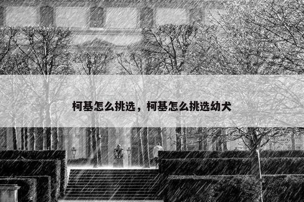 柯基怎么挑选，柯基怎么挑选幼犬