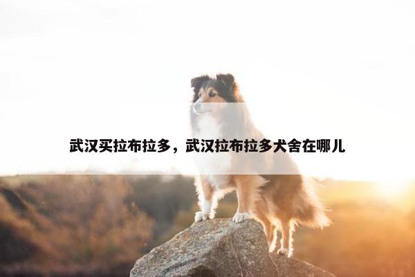 武汉买拉布拉多，武汉拉布拉多犬舍在哪儿