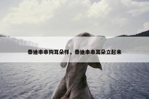 泰迪串串狗耳朵样，泰迪串串耳朵立起来