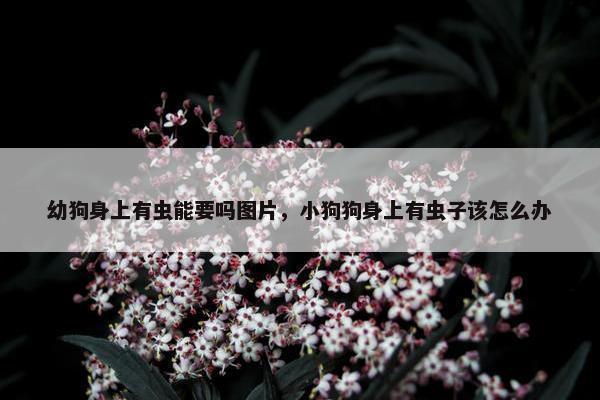 幼狗身上有虫能要吗图片，小狗狗身上有虫子该怎么办