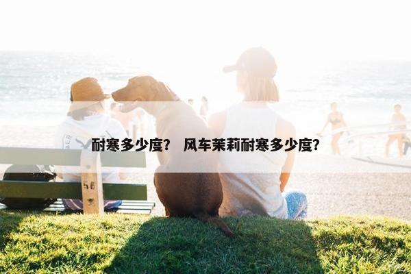 耐寒多少度？ 风车茉莉耐寒多少度？