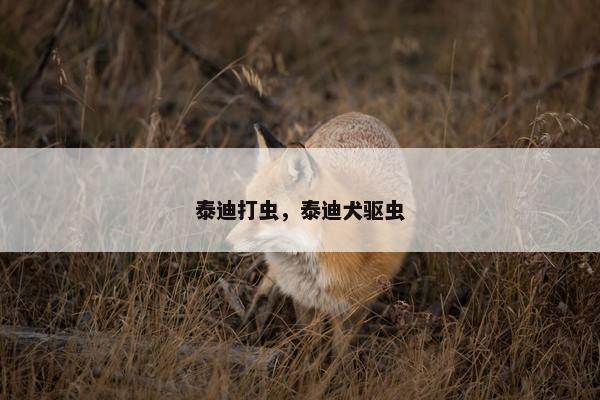泰迪打虫，泰迪犬驱虫
