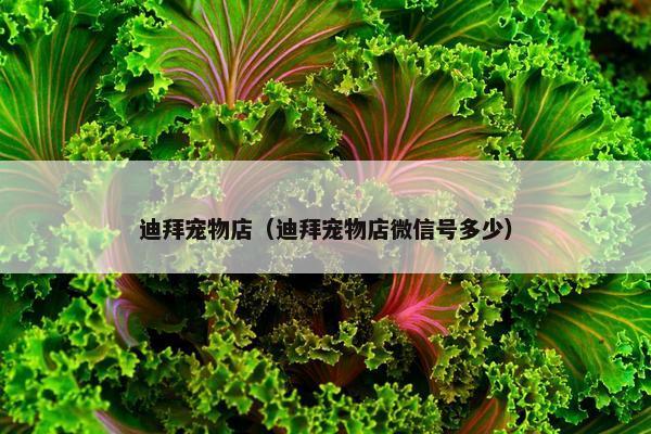 迪拜宠物店（迪拜宠物店微信号多少）