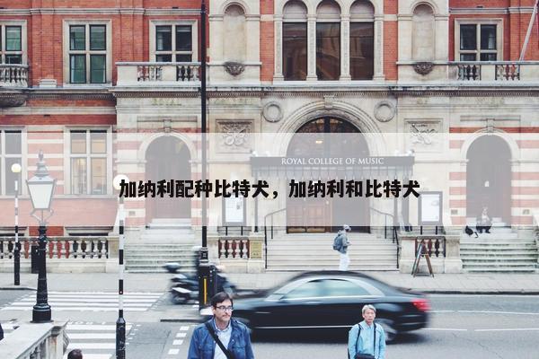 加纳利配种比特犬，加纳利和比特犬