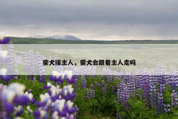 柴犬接主人，柴犬会跟着主人走吗