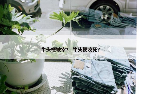 牛头梗被宰？ 牛头梗咬死？
