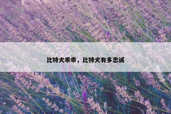 比特犬乖乖，比特犬有多忠诚