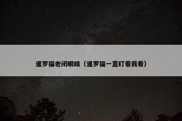 暹罗猫老闭眼睛（暹罗猫一直盯着我看）