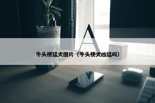 牛头梗猛犬图片（牛头梗犬凶猛吗）