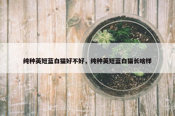 纯种英短蓝白猫好不好，纯种英短蓝白猫长啥样
