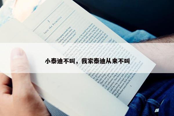 小泰迪不叫，我家泰迪从来不叫