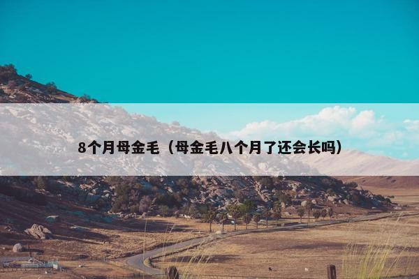 8个月母金毛（母金毛八个月了还会长吗）