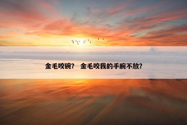 金毛咬碗？ 金毛咬我的手腕不放？