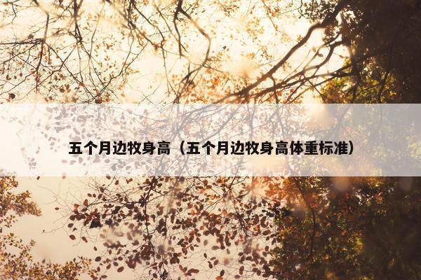五个月边牧身高（五个月边牧身高体重标准）