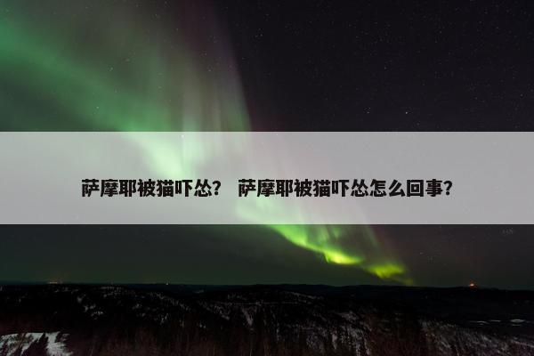 萨摩耶被猫吓怂？ 萨摩耶被猫吓怂怎么回事？
