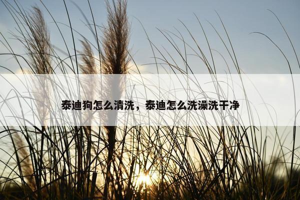 泰迪狗怎么清洗，泰迪怎么洗澡洗干净