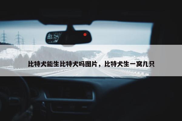 比特犬能生比特犬吗图片，比特犬生一窝几只