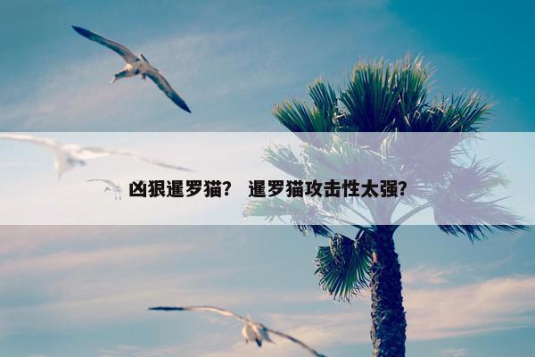 凶狠暹罗猫？ 暹罗猫攻击性太强？