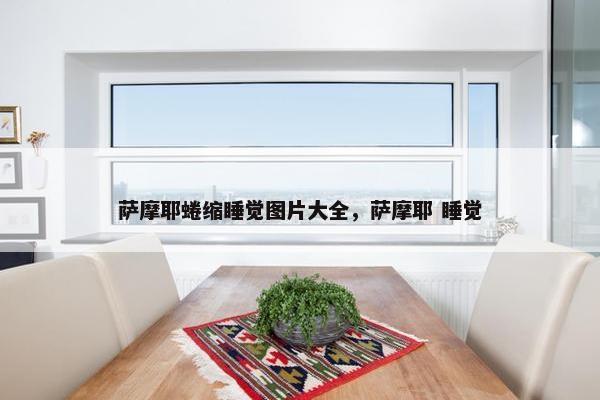 萨摩耶蜷缩睡觉图片大全，萨摩耶 睡觉