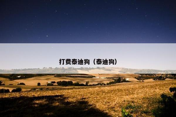 打费泰迪狗（泰迪狗）