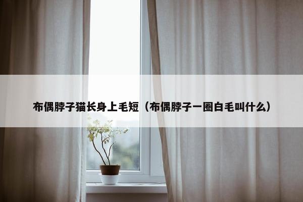 布偶脖子猫长身上毛短（布偶脖子一圈白毛叫什么）
