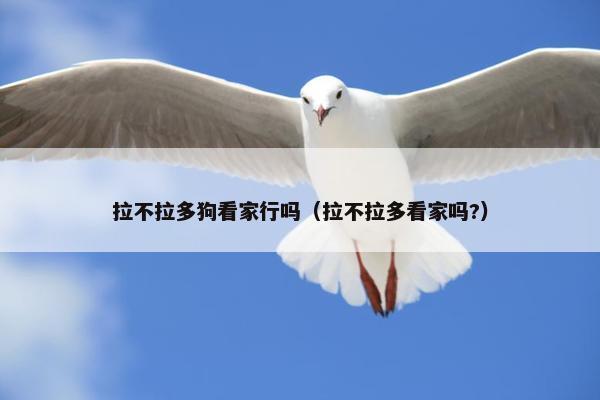 拉不拉多狗看家行吗（拉不拉多看家吗?）