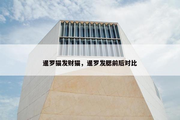 暹罗猫发财猫，暹罗发腮前后对比