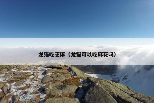龙猫吃芝麻（龙猫可以吃麻花吗）