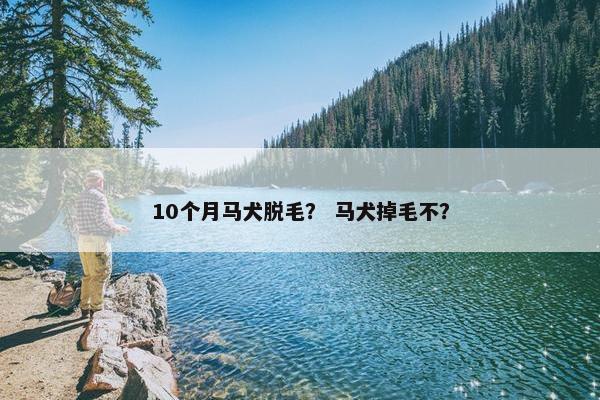 10个月马犬脱毛？ 马犬掉毛不？