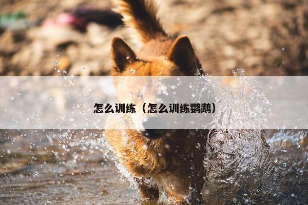 怎么训练（怎么训练鹦鹉）