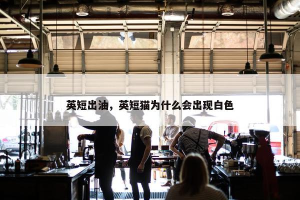 英短出油，英短猫为什么会出现白色