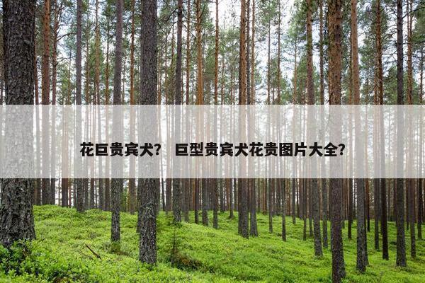 花巨贵宾犬？ 巨型贵宾犬花贵图片大全？