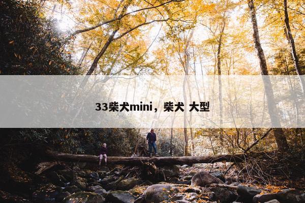 33柴犬mini，柴犬 大型