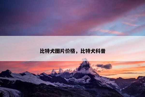 比特犬图片价格，比特犬科普