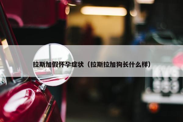 拉斯加假怀孕症状（拉斯拉加狗长什么样）