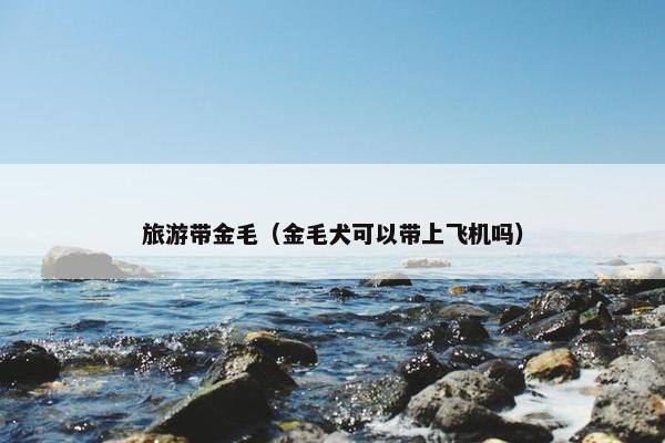 旅游带金毛（金毛犬可以带上飞机吗）